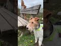 Weekend short! #chompoodo #kaiababychompoodo #wirefoxterrier #hikingwithdogs #foxterrier #germany