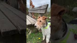 Weekend short! #chompoodo #kaiababychompoodo #wirefoxterrier #hikingwithdogs #foxterrier #germany