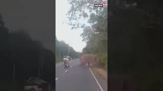 Shorts | Elephant & A Two-Wheeler Almost Suffer A Collision While Crossing The Road | Viral Video