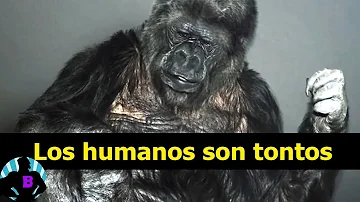 ¿Qué animal puede sonreír como un humano?