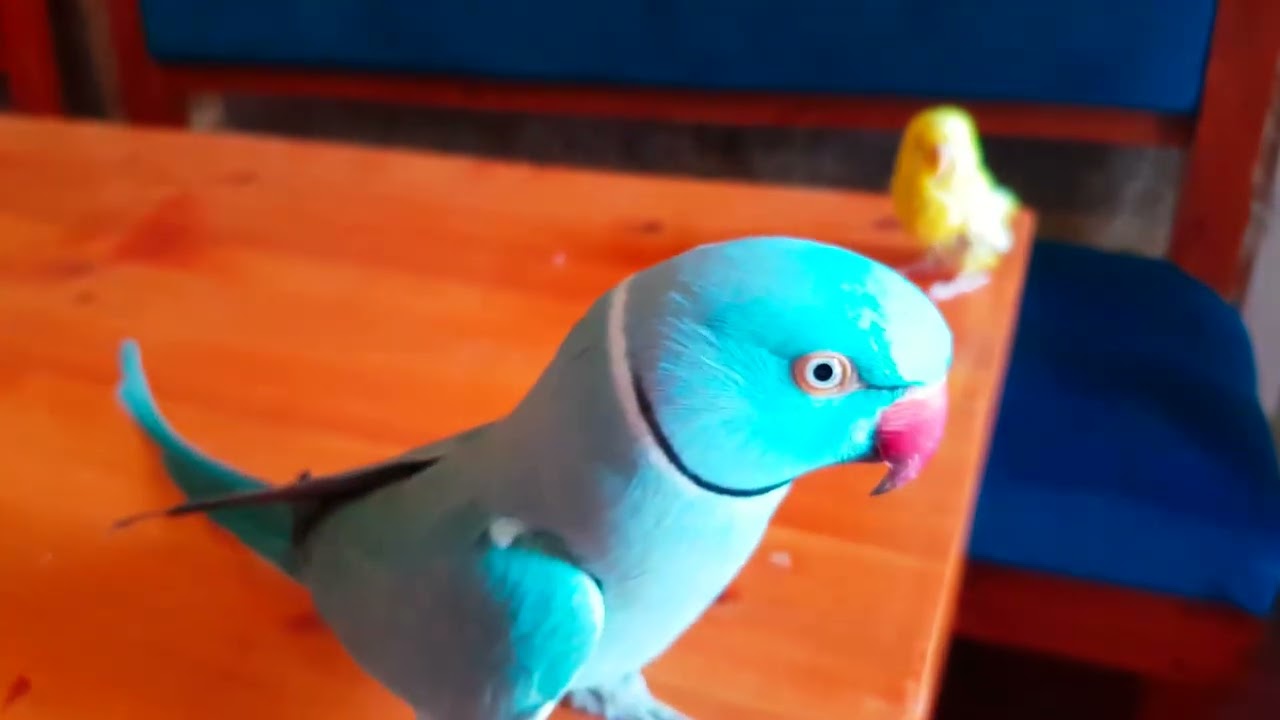 PAKİSTAN PAPAĞANI COCO VE ZUZU - İNDİAN RİNGNECK TALKİNG