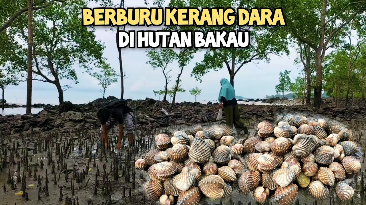 Mencari Kerang Dara Di Hutan Bakau!! Ternyata Ini Sarangnya