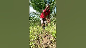 Harvesting cassava part 576 #shorts #farming #cassava #nature  #cassavaroots #cassavafarming