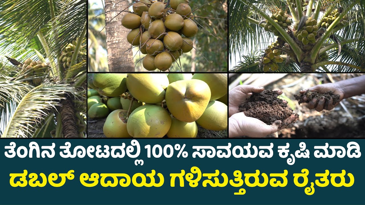 ತೆಂಗಿನ ತೋಟದಲ್ಲಿ 100% ಸಾವಯವ ಕೃಷಿ ಮಾಡಿ ಡಬಲ್ ಆದಾಯ ಗಳಿಸುತ್ತಿರುವ ರೈತರು I Coconut cultivation Farming