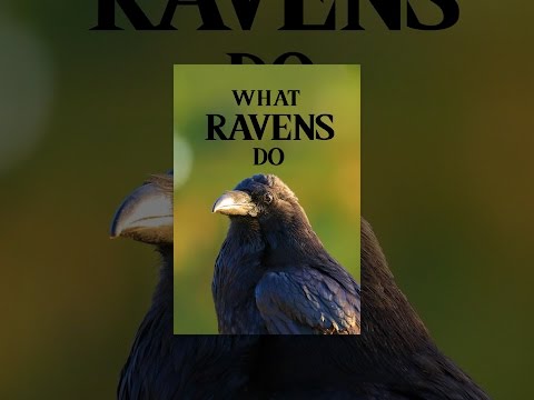 What Ravens Do