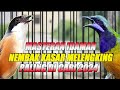 MASTERAN CENDET VS CUNGKOK FULL NEMBAK TERBAIK SEPANJANG SEJARAH