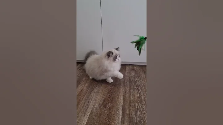 Watch the video about Eva Blue Bicolor Ragdoll Female Kitten Available Now | Purebred Kitties