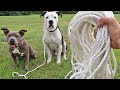 Escaping Pitbull Gets 100 Foot Leash