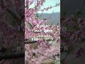 桃の花が満開🌸山梨・笛吹の桃源郷をツーリング