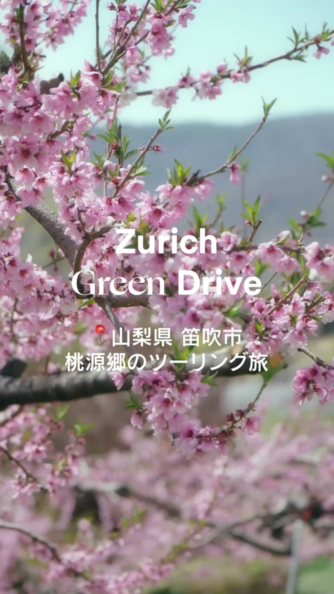 桃の花が満開🌸山梨・笛吹の桃源郷をツーリング - YouTube