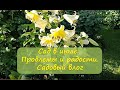 Сад в июле. Проблемы и радости.  Садовый влог.