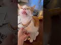 Funny Cat Switch🐈😆