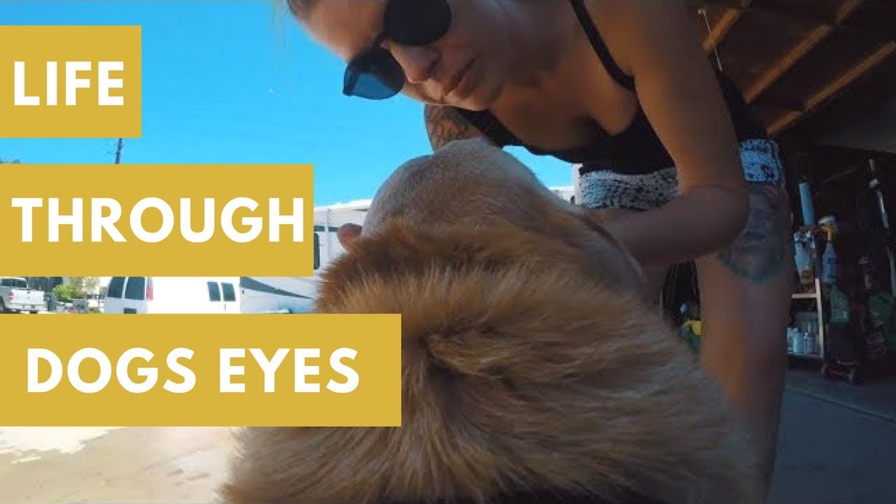 WANT TO GO FOR A SWIM? | LIFE FROM DOG'S PERSPECTIVE