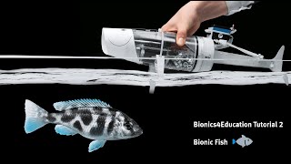 Tutorial 2 Bionics4Education – The Fin Ray Effect explained with the Bionic Fish