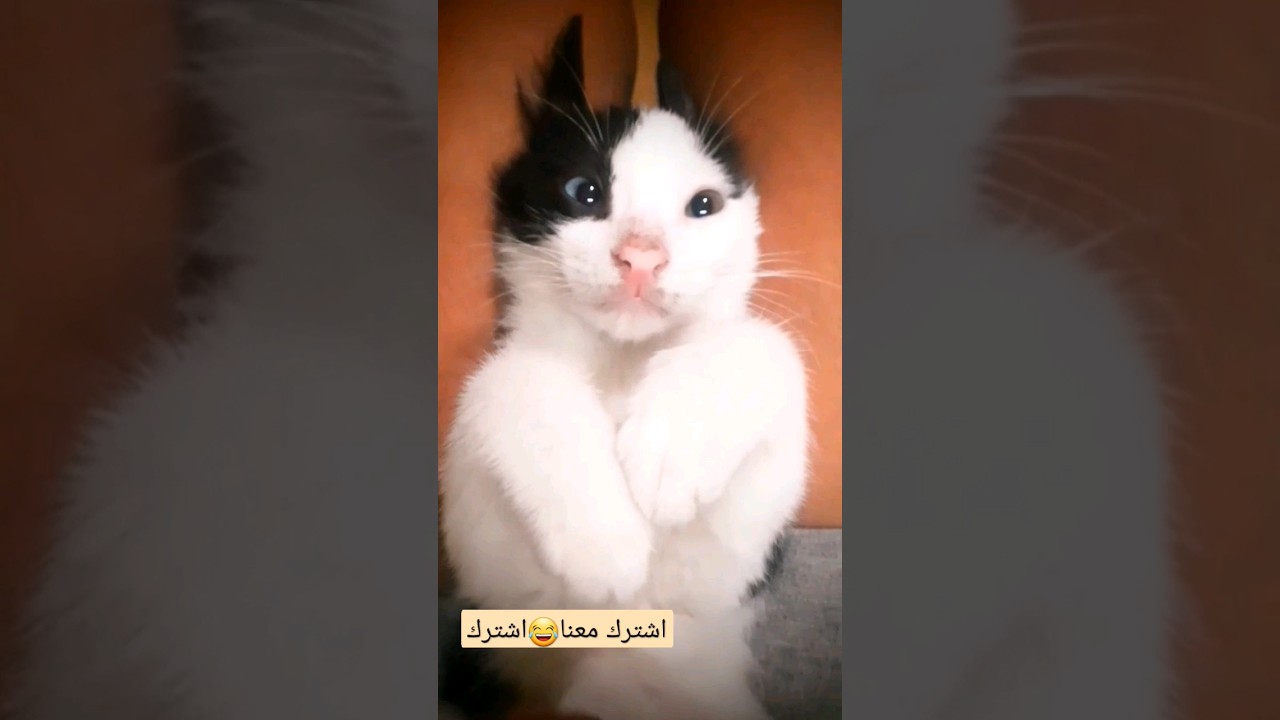 قطه القطة وناسة المضحكة🐈،مقاطع فديو للقطط والقطط المضحكة،القطط حيوانات ...