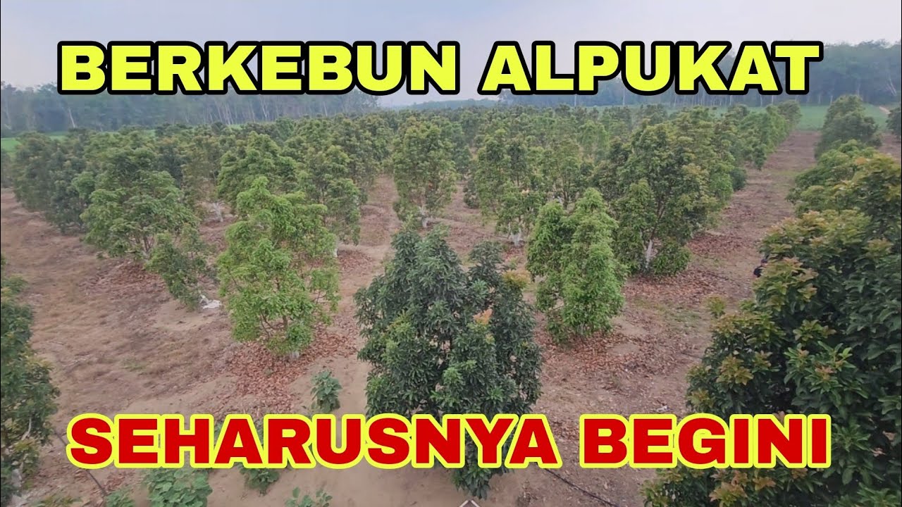 BERKEBUN ALPUKAT SEHARUSNYA SEPERTI INI .