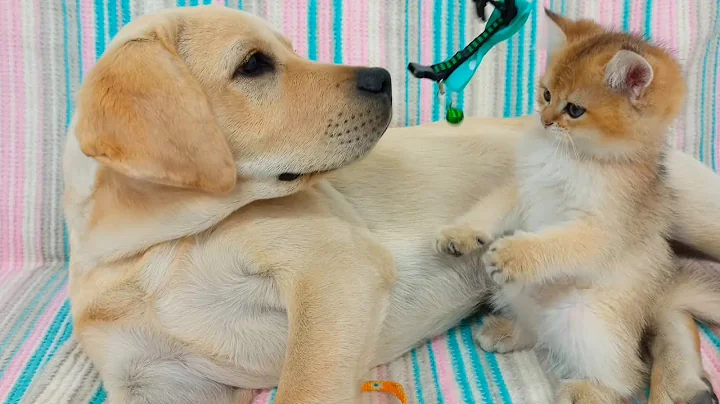 Video 11019481: scottish kitten