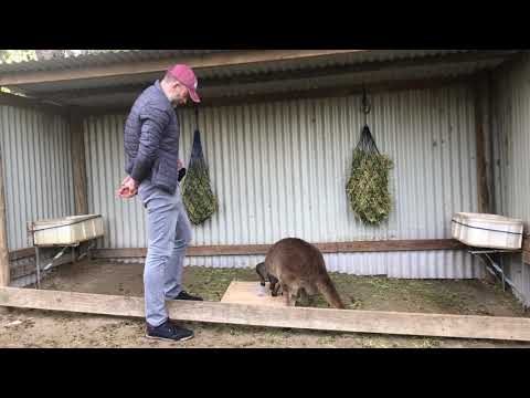 Kangaroo gazing behaviour