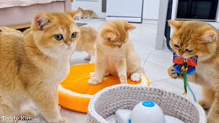 Семья Британских Короткошерстных Котят И Кошек Весело Проводит Вечер