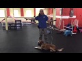 Confidence building work with dog, from nervous to confident Periscope Confidence building work with dog, from nervous to confident Periscope