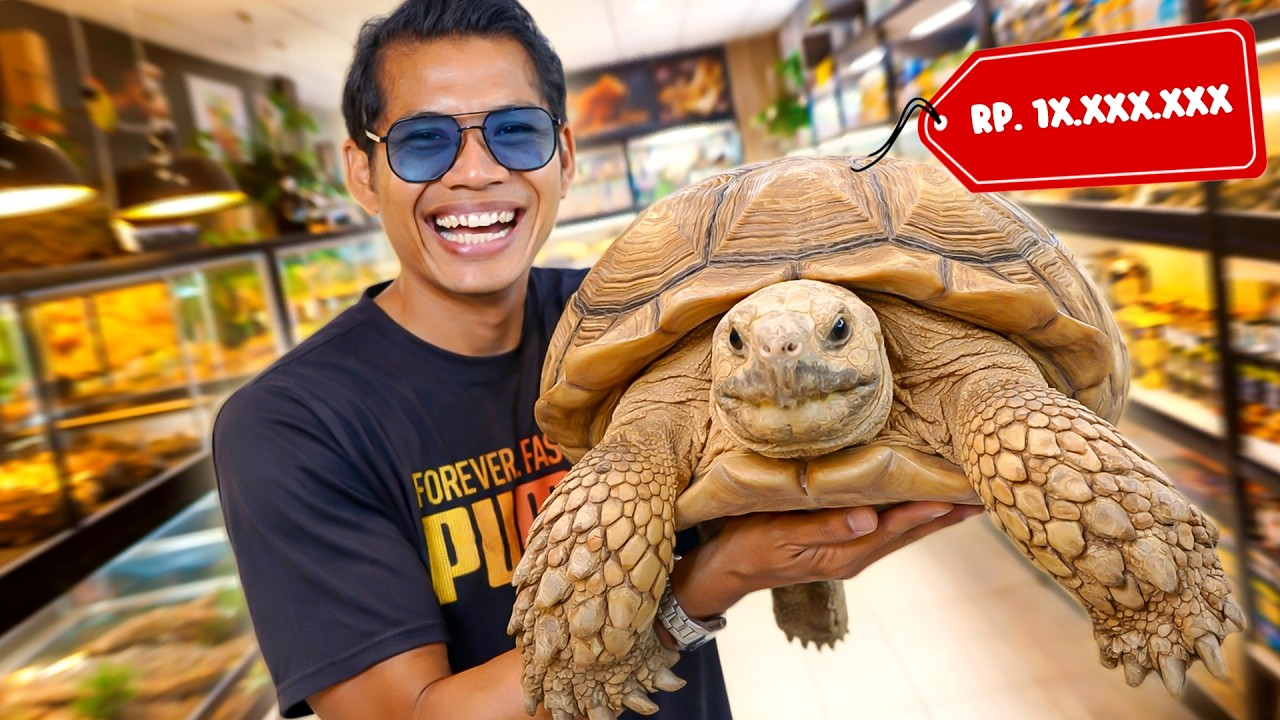 KURA-KURA SULCATA KITA AKHIRNYA KAWIN!! BISA BERTELUR BANYAK!!