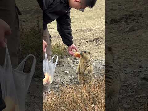 🍕川西墨石公园土拨鼠 鼠鼠：我要吃大块儿滴 #animal 【跟着图尔去旅行】
