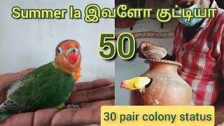 How  to breed african lovebirds during summer in colony