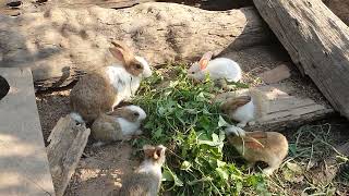 The baby rabbit is happily eating with the mother.