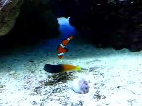 bicolor blenny care