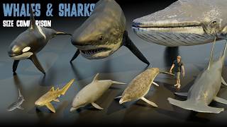 Sharks vs Whales – Extinct and Living Size Comparison
