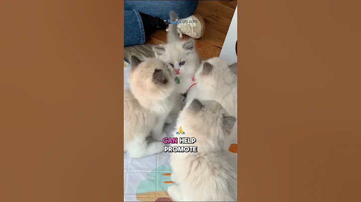 Watch the video about Kitten Fun Facts