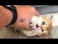 Dangerous but the cutest kitten attacks the hand of a big man