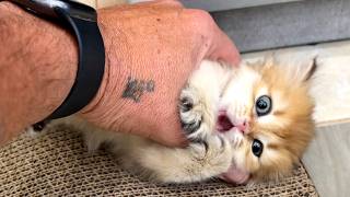 Dangerous but the cutest kitten attacks the hand of a big man