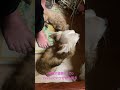 @保護犬望愛(モカ)日常    最近はKevinに寄り添うことが多い!少しづつうちに慣れて、モカも大切な家族