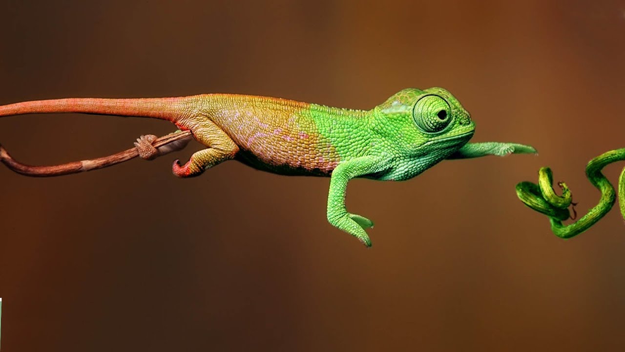 Животные гении МАСКИРОВКИ