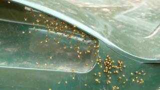 Spiders On My Wheelie Bin