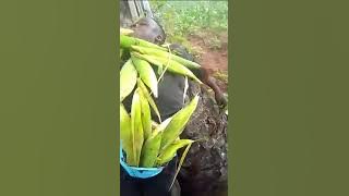 MAN CAUGHT STE@LING CORN FROM A FARM AND TREATED LIKE THIS. DO YOU THINK THEY DID THE RIGHT THING?