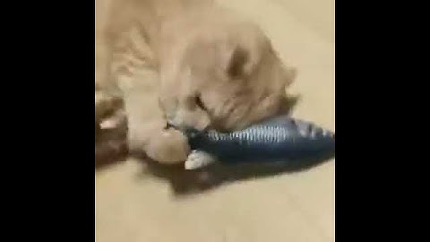 💝 30cm pet catnip toys simulation fish toys for cats & dogs playing, USB charging from Aliexpress