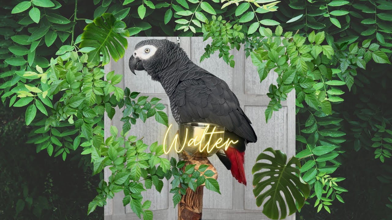 Walter Congo African Grey Talking YouTube