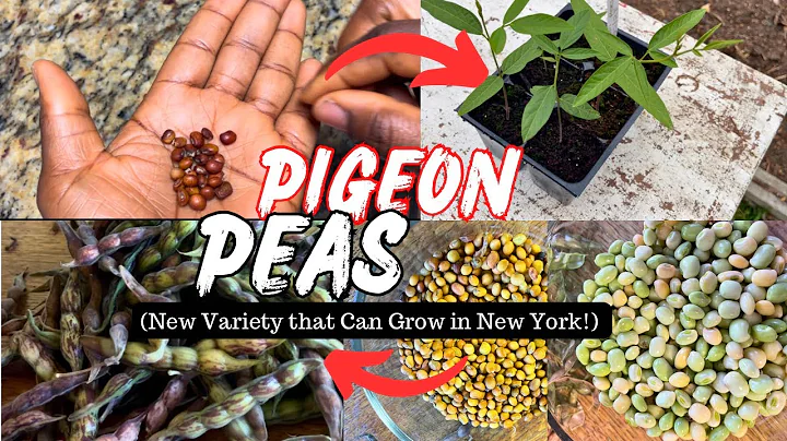From Seed to Harvest: Grow Pigeon Peas at Home with Easy Recipe