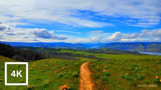 Heading Down Tom McCall Point Trail | Rowena Crest | Columbia River Gorge | Virtual Wildflower Hikes