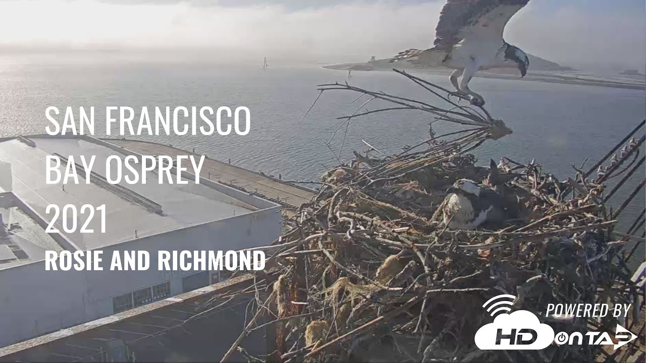 sf bay osprey live cam
