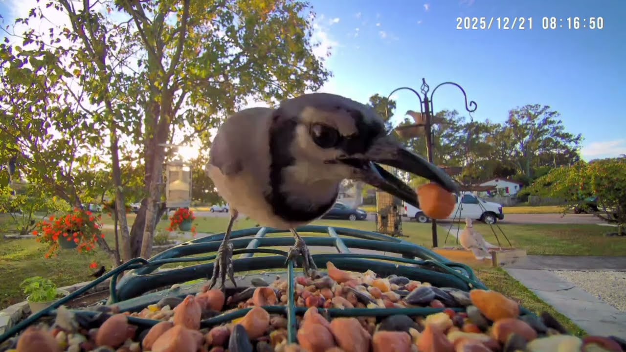 Hungry Florida Birdie Birds, December 🎄 🐦❤️