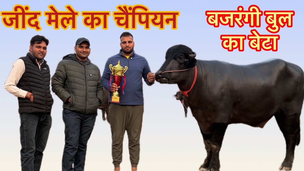 जींद मेले का चैंपियन 🏆खीरा झोटा | Top Quality Kheera Jhota | Ak Kisan Manch | Heavy Bull | Jind fair