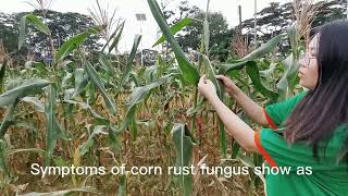 How to treat corn rust disease