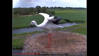 Download Lagu Tweede kuiken vliegt voor het eerst uit (22-7-2023) MP3