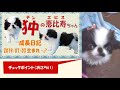 犬用 ヘアアクセ 作り方　～100均でカンタン愛情手作りで、もっと可愛く♪～