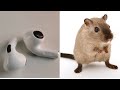 My airpods were stolen by rats  how i found them back 