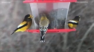 Spring migration brings all the birds to our yards in Minnesota
