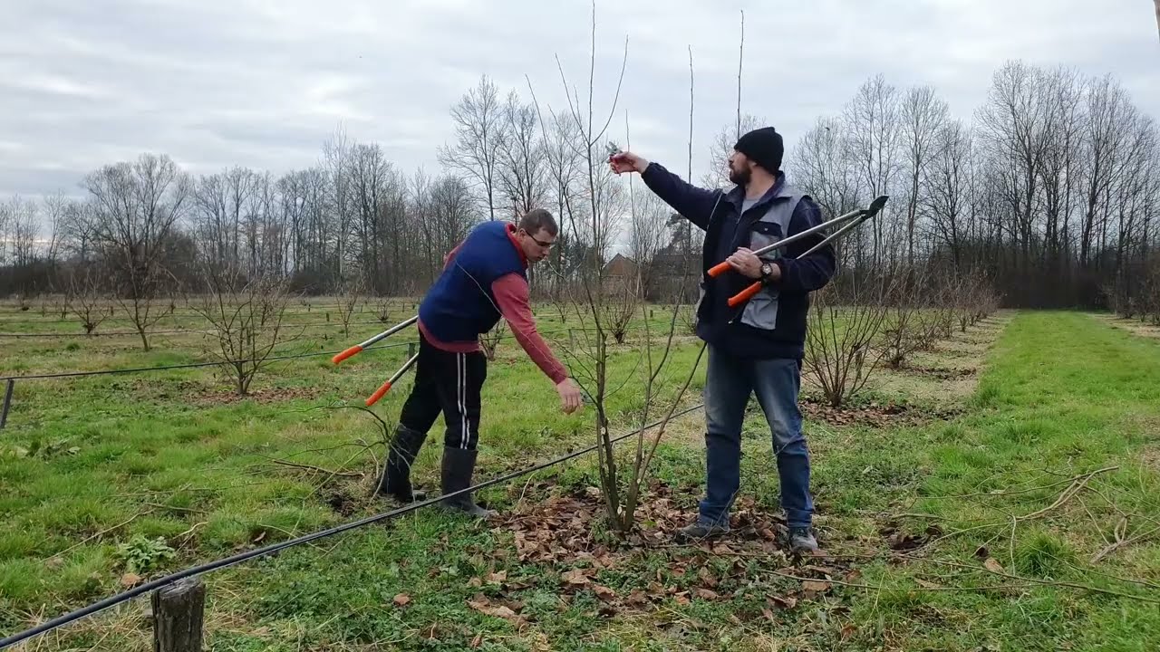 The first pruning of young hazelnut orchard, Prva rezidba mladog zasada lijeske,